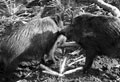 Wildschweine beim klären der Rangordnung